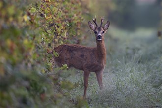 European roe deer (Capreolus capreolus) in autumn leaves, Wittlich, Rhineland-Palatinate, Germany,