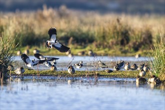 Northern Lapwing (Vanellus vanellus), birds in flight over Marshes at winter