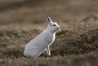 Mountain hare (Lepus timidus), Alpine hare, snow hare in white winter pelage foraging in moorland