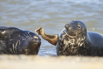 Grey (Halichoerus grypus) seal two adult animals playing in the surf of the sea, Norfolk, England,