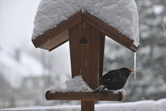 Male common blackbird (Turdus merula) on garden bird feeder, birdfeeder, bird table in the snow in