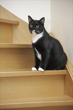 Portrait of tuxedo cat, bicolor domestic cat with a white and black coat sitting on the stairs