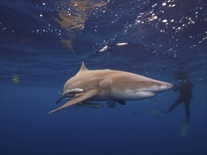 Lemon shark (Negaprion brevirostris) with ship keeper (Echeneidae), diver in the background, dive