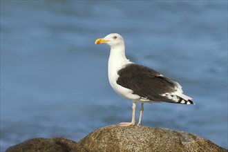 Great black-backed gull (Larus marinus), standing on rocks in shallow water, Fehmarn Island,