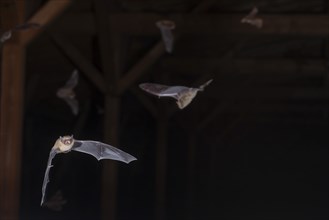 Common pipistrelle (Pipistrellus pipistrellus), swarming in the attic shortly in front of going