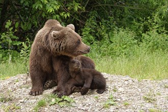 Brown bears at the Transfagara, the Transfogaras High Road in the Fagaras Mountains, also Fogaras