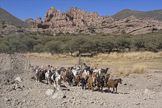 Herd of goats on the high plateau of the Altiplano in the PotosÃ­ Department, Bolivia, South