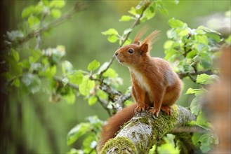 Eurasian red squirrel (Sciurus vulgaris), sitting in an apple tree in the garden, North