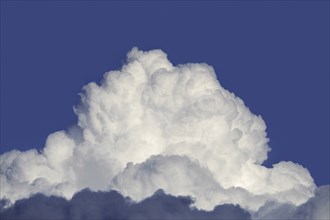 (Cumulus) congestus cloud, towering cumulus developing in the sky, capable of producing severe