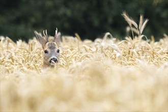 Roebuck (Capreolus capreolus) in a grain field, Hesse, Germany, Europe