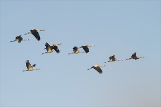 Crane (Grus grus) in flight, autumn crane migration, Mecklenburg-Western Pomerania, Germany, Europe