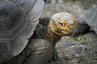 Galapagos giant tortoise (Chelonoidis nigra) (Geochelone elephantopus) in the Darwin Station, Santa