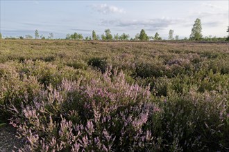 Heath blossom in the Osterheide in the Lüneburg Heath nature reserve. Schneverdingen, Lower Saxony,