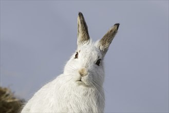 Close-up portrait of mountain hare (Lepus timidus), Alpine hare, snow hare in white winter pelage