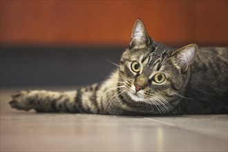 Close up of domestic cat with Mackerel tabby pattern lying on the floor in house