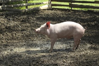 Free-range domestic pig enjoying the water jet, AllgÃ¤u, Bavaria, Germany, Europe