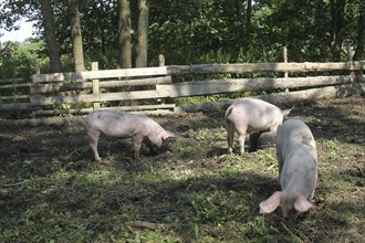 Domestic pigs, free-range, organic, AllgÃ¤u, Bavaria, Germany, Europe