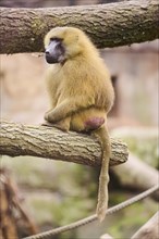 Guinea baboon (Papio papio) sitting on a tree, Bavaria, Germany Europe