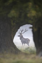 Red deer (Cervus elaphus) stag with large antlers seen through oak trees in early morning mist in