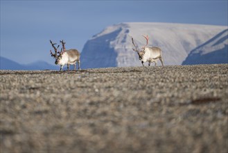 Svalbard reindeers (Rangifer tarandus platyrhynchus), male, bull with blood-red velvet antlers,