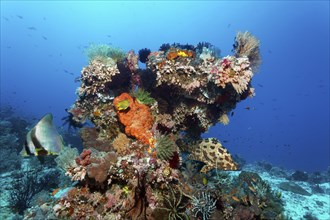 Coral block, various lower animals (Invertebrata) animals, sponges (Porifera) and corals, on the