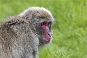 Japanese macaque (Macaca fuscata), snow monkey close-up portrait, native to Japan