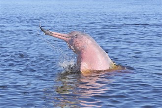 Hunting Amazon River Dolphin or Pink Amazon Dolphin (Inia geoffrensis), Rio Negro, Manaus, Amazonia