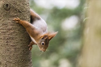 Eurasian red squirrel (Sciurus vulgaris), climbing down a tree trunk, Hesse, Germany, Europe