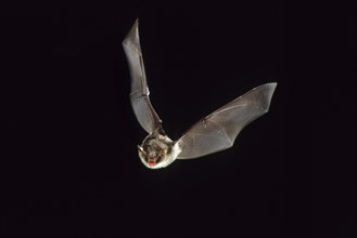 Daubenton's bat (Myotis daubentonii) in flight at night, Belgium, Europe