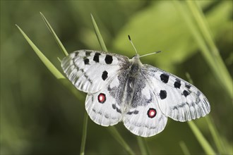 Mountain Apollo (Parnassius apollo) butterfly perched on grass stalk, native to alpine meadows and