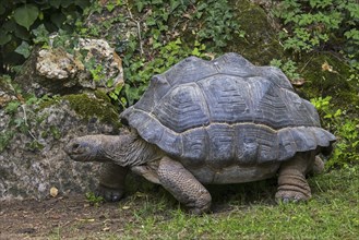 Aldabra giant tortoise (Aldabrachelys gigantea) (Testudo gigantea) native to the islands of the