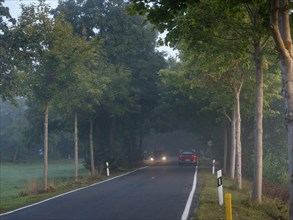 Country road and avenue in the morning mist, cars with lights, Schlepzig, Spreewald, Brandenburg,