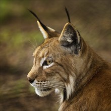 Eurasian lynx (Lynx lynx), northern lynx portrait, captive in Sababurg Zoo, Hofgeismar,