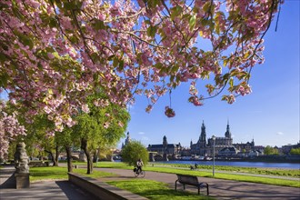 Spring on the Königsufer in Dresden