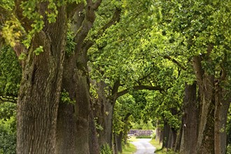 Avenue with old oaks in the Sababurg Zoo, Hofgeismar, Reinhardswald, Hesse, Germany, Europe