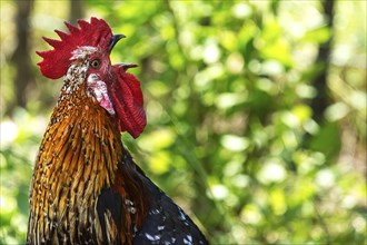 Crowing cock (gallus domesticus), Close up, Mecklenburg-Vorpommern, Germany, Europe