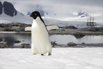 Adélie Penguin (Pygoscelis adeliae) and sailing ship, Petermann Island, Antarctica