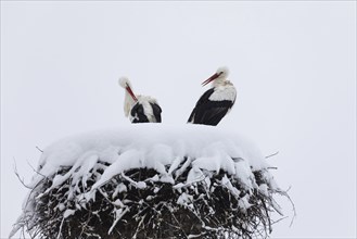 Pair of white storks in their winter nest, white stork (Ciconia ciconia), winter, Göggingen,