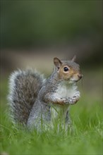 Grey squirrel (Sciurus carolinensis) adult animal on a garden lawn, Suffolk, England, United