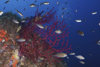 Violescent sea-whip (Paramuricea clavata) and schooling group of monkfish (Chromis chromis) in the