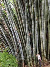 Giant bamboo (Dendrocalamus giganteus), Kandy Botanical Gardens, Sri Lanka, Asia