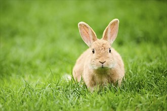 Domesticated rabbit (Oryctolagus cuniculus forma domestica) sitting on a meadow, Bavaria, Germany,