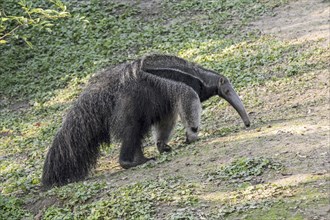 Giant anteater (Myrmecophaga tridactyla), ant bear insectivore native to Central and South America