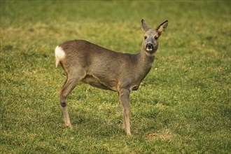 European roe deer (Capreolus capreolus) in winter coat secured in the meadow, AllgÃ¤u, Bavaria,