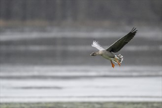 Bean goose (Anser fabalis), landing, Emsland, Lower Saxony, Germany, Europe