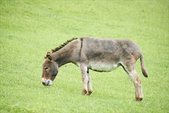 Donkey (Equus africanus asinus) standing on a meadow, tirol, Kitzbühel, Wildpark Aurach, Austria,