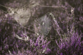 Broom common heather (Calluna vulgaris) in bloom, spider webs, Lüneburg Heath, Lower Saxony,