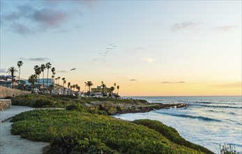 A beautiful beach scene with palm trees and a sunset in the background at La Jolla, San Diego. The