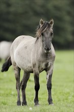 Dülmener Wildpferd, foal, Merfelder Bruch, Dülmen, North Rhine-Westphalia, Germany, Europe