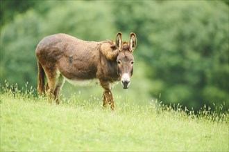 Donkey (Equus africanus asinus) standing on a meadow, tirol, Kitzbühel, Wildpark Aurach, Austria,